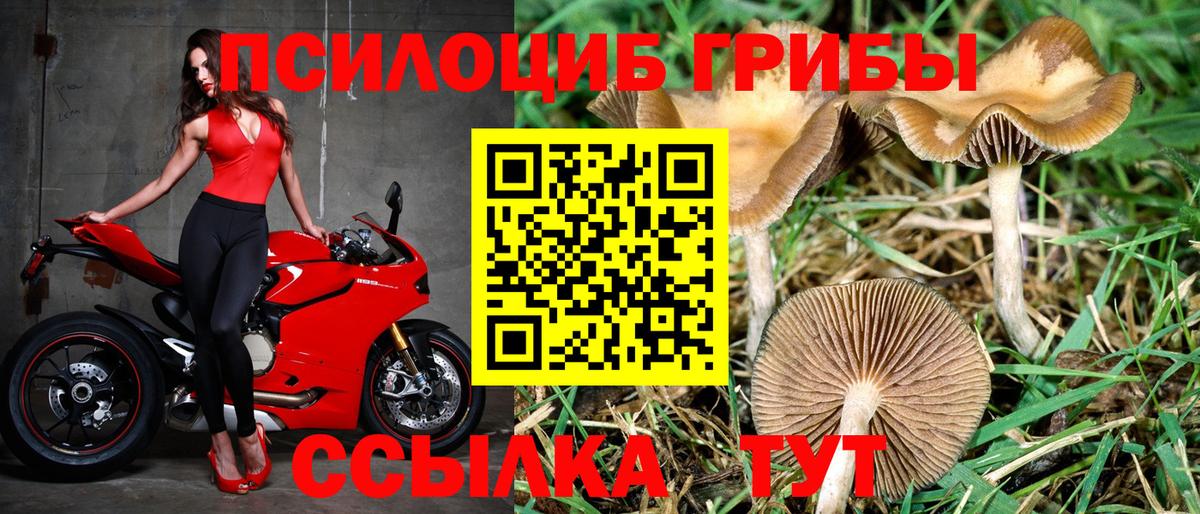 Галлюциногенные грибы Cubensis Чайковский