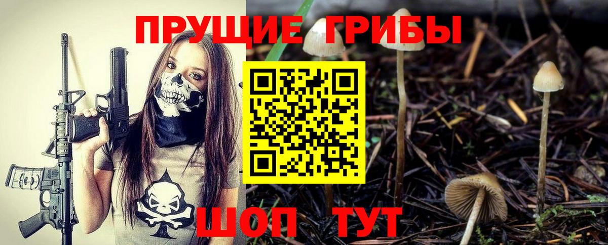 Псилоцибиновые грибы Psilocybe  Вход с VPN  Чайковский  Псилоцибиновые грибы прущие грибы 